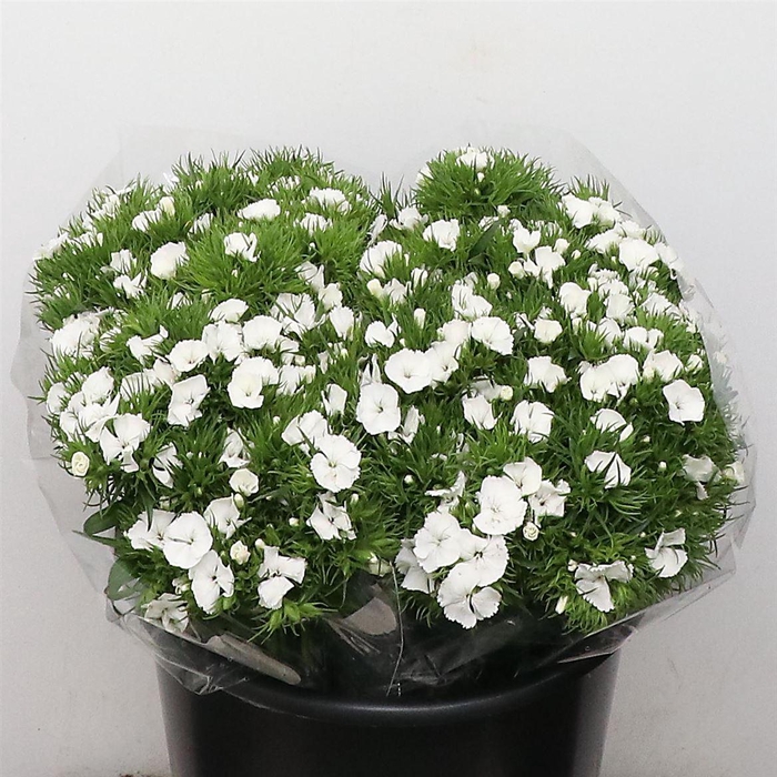 <h4>DI BARB DUKE WHITE</h4>