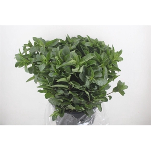Menta P Bunch