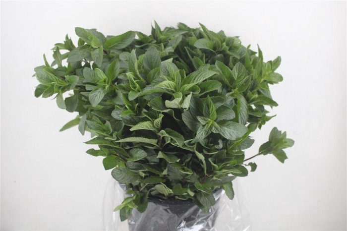 <h4>Menta P Bunch</h4>