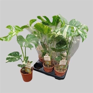 Monstera Del Variega