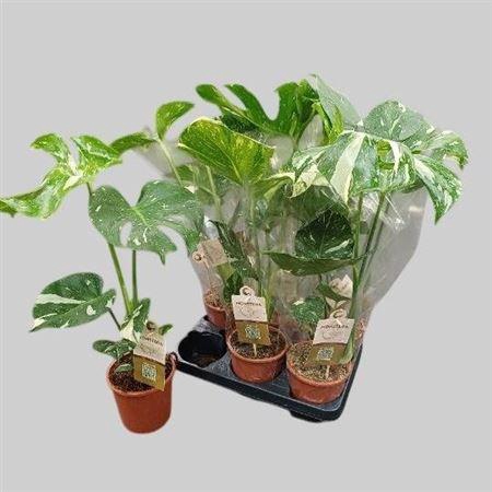 <h4>Monstera Del Variega</h4>