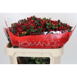 HYP TRUE ROMANCE