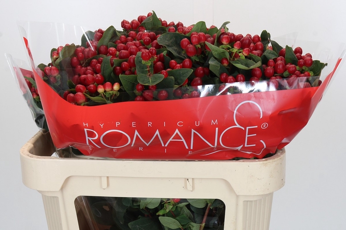 <h4>HYP TRUE ROMANCE</h4>