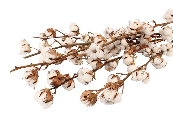 <h4>Katoen ( Gossypium Wit ) 9 Bal</h4>