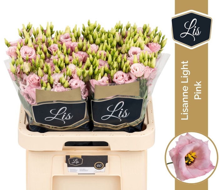 <h4>EUS G LISANNE L PINK</h4>