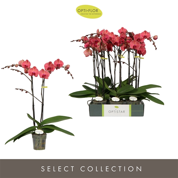 <h4>Optistar Asian Coral 2 spike</h4>