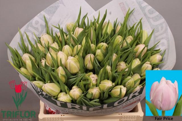 <h4>TU DU FAIR PRICE</h4>