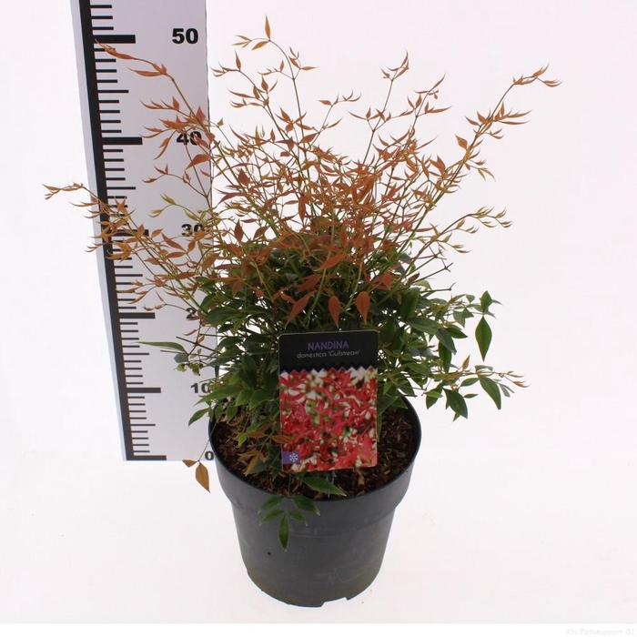 <h4>Nandina domestica 'Gulfstream'</h4>