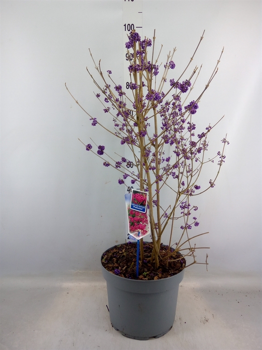 <h4>Callicarpa bod. 'Profusion'</h4>