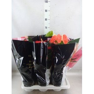 Anthurium   ...mix