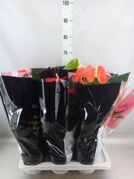<h4>Anthurium   ...mix</h4>