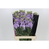 Matthiola Iron Marine