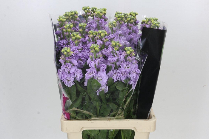 Matthiola Iron Marine