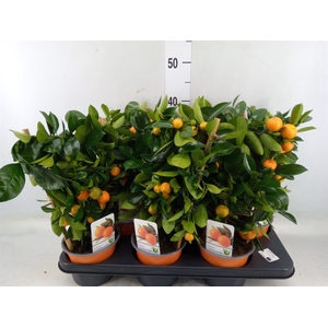 Citrus reticulata 'Clementine'