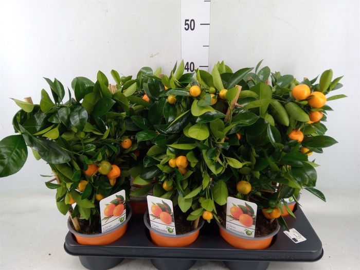 <h4>Citrus reticulata 'Clementine'</h4>