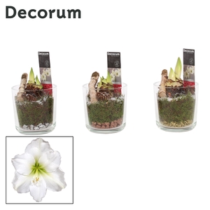 Hippeastrum Wit 2 Knop Claudia glas KERST (Decorum)