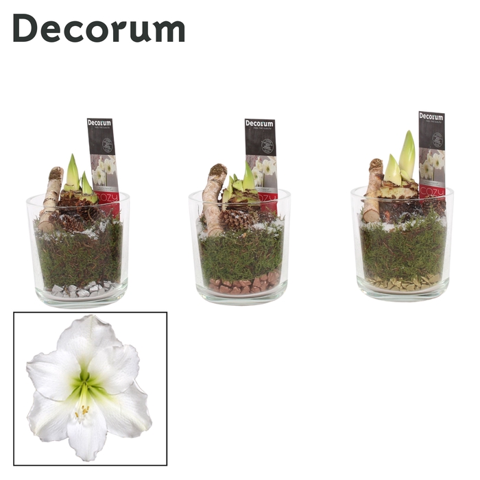 <h4>Hippeastrum Wit 2 Knop Claudia glas KERST (Decorum)</h4>