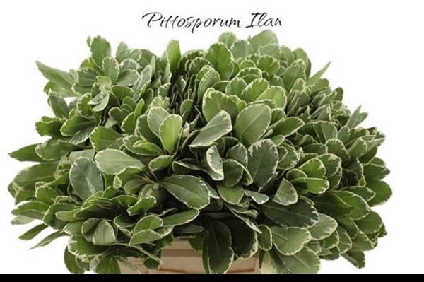 <h4>PITTOSPORUM ILAN</h4>