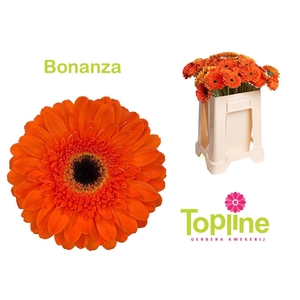 GE GR BONANZA