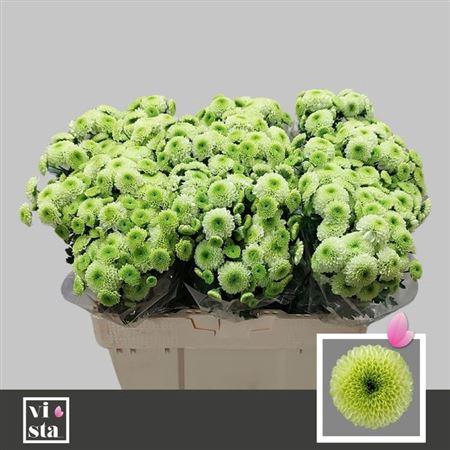 <h4>Chr S Aaa Bumper</h4>