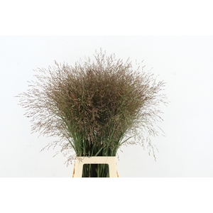 GRAS PANICUM WARRIOR
