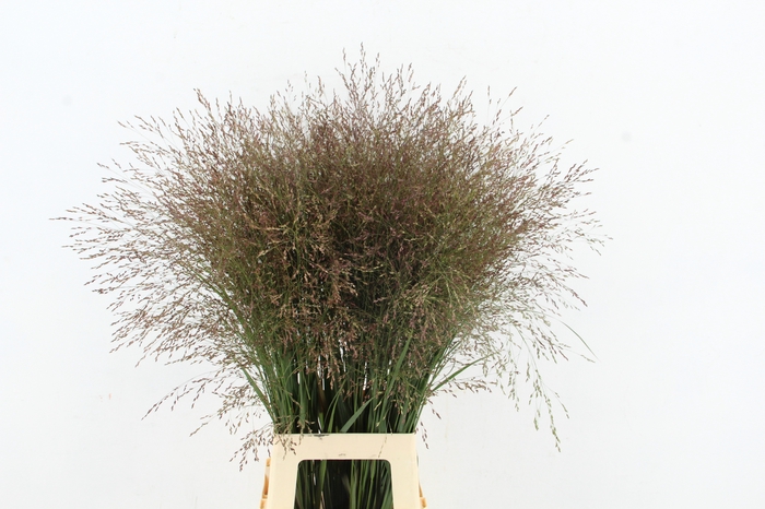 <h4>GRAS PANICUM WARRIOR</h4>