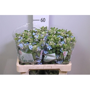 Oxy Co Tan Pure Blu
