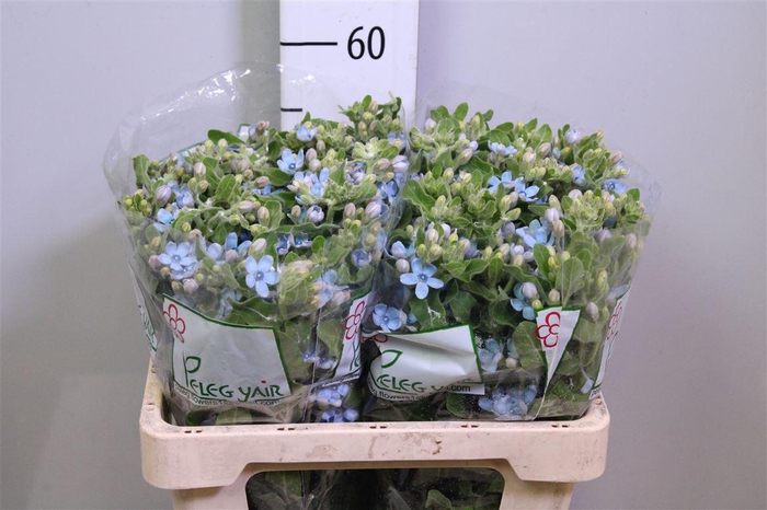 <h4>Oxy Co Tan Pure Blu</h4>