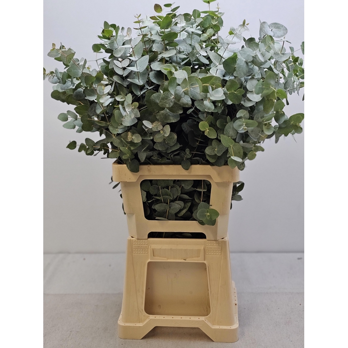 <h4>EUC CINEREA PER STEEL VERTAKT</h4>