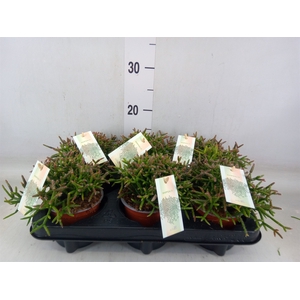 Rhipsalis burchellii