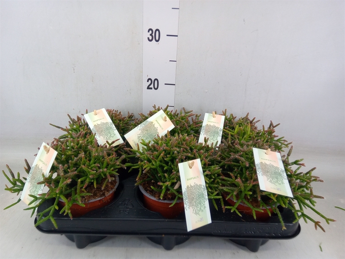 <h4>Rhipsalis burchellii</h4>
