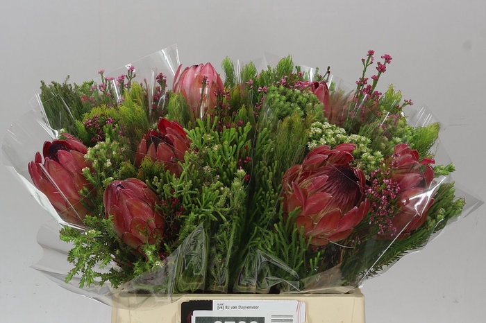 <h4>Safari Boeket 1 Protea</h4>