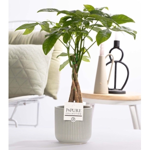 Pachira Aquatica in P&PURE ceramics Sophie green