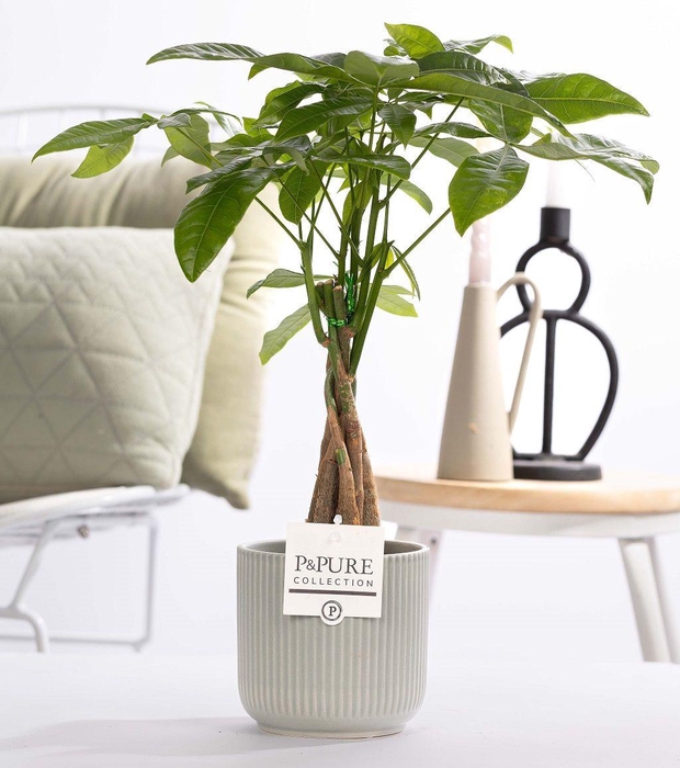 <h4>Pachira Aquatica in P&PURE ceramics Sophie green</h4>