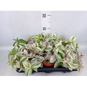 Tradescantia zebr. 'Violet Hill'