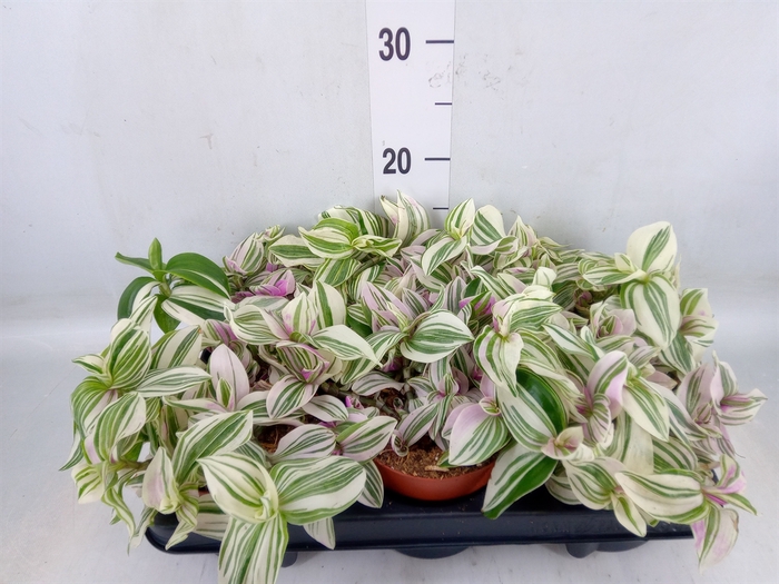 <h4>Tradescantia zebr. 'Violet Hill'</h4>