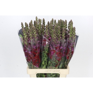 Antirrhinum Potomac Red