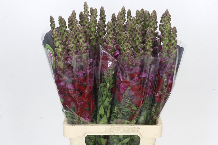 Antirrhinum Potomac Red