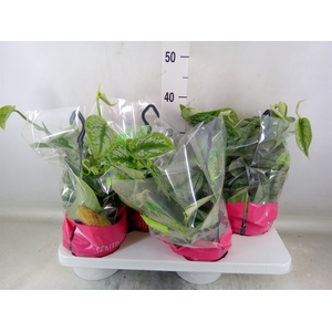 Scindapsus pictus 'Trebie'