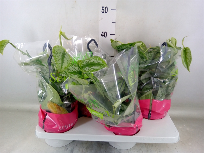 <h4>Scindapsus pictus 'Trebie'</h4>