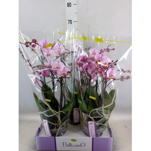 Phalaenopsis multi.   ...rose