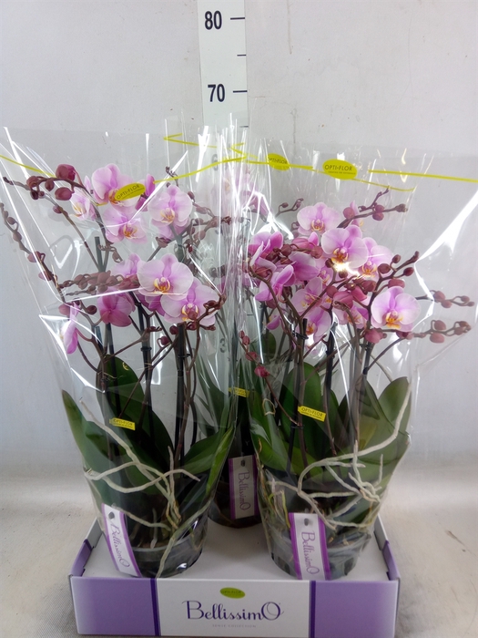 <h4>Phalaenopsis multi.   ...rose</h4>