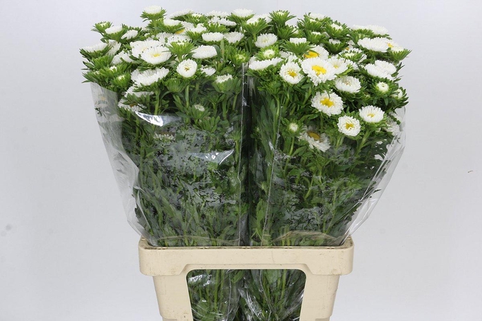 <h4>Callistephus Matsumoto White</h4>