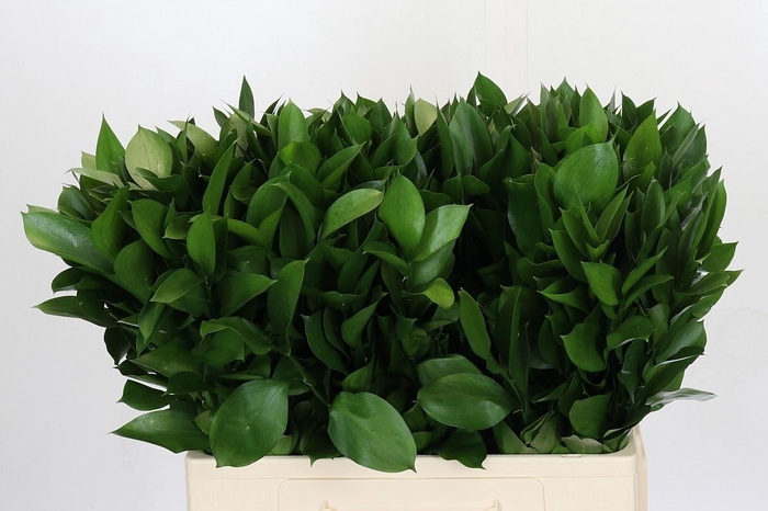 <h4>RUSCUS HYPOPHYLLUM</h4>