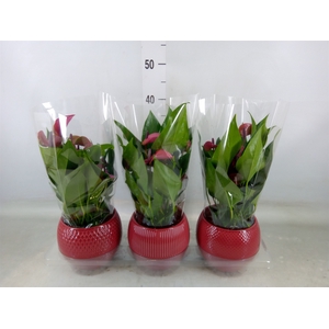 Anthurium andr. 'Pure Purple'