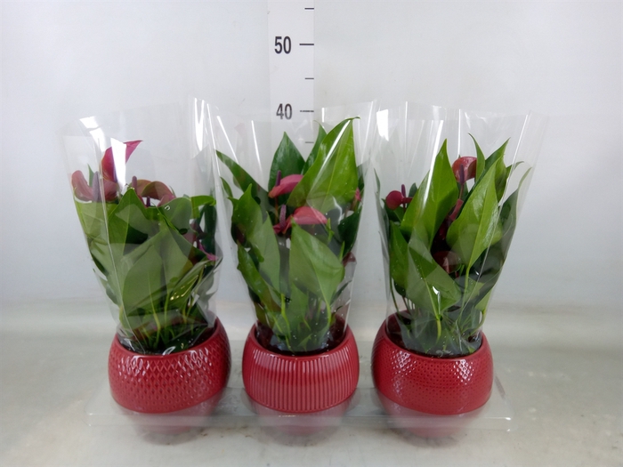 <h4>Anthurium andr. 'Pure Purple'</h4>