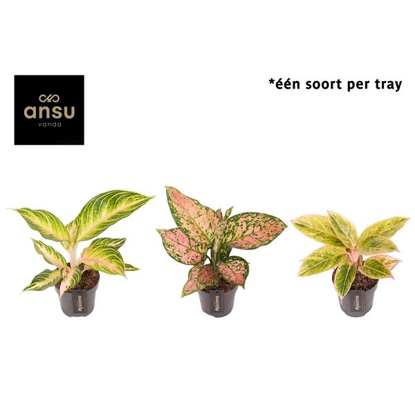 <h4>Aglaonema Pink Surprise Tray</h4>