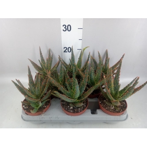 Aloe   ...