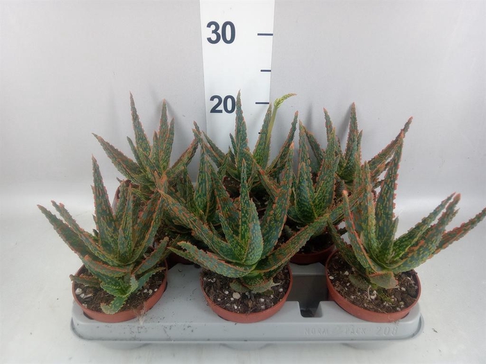 <h4>Aloe ...</h4>