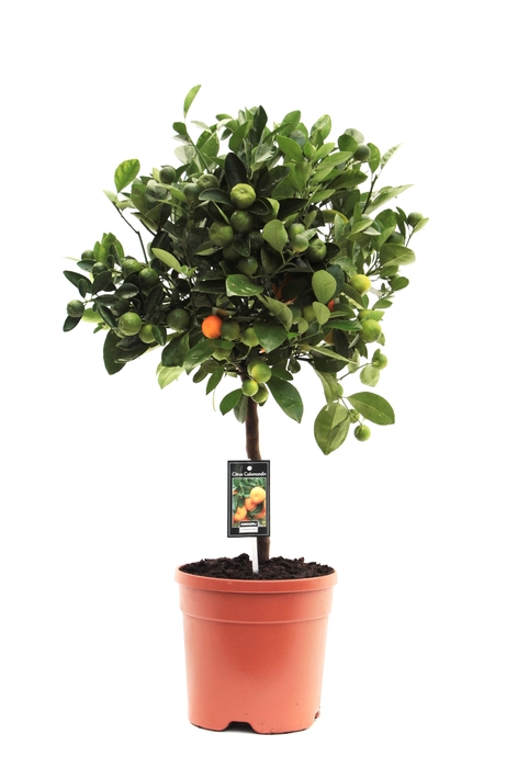 <h4>Citrus Calamondin stem P22</h4>